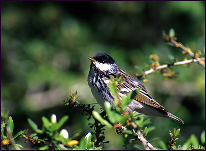 Blackpoll Warbler (Dendroica striata)