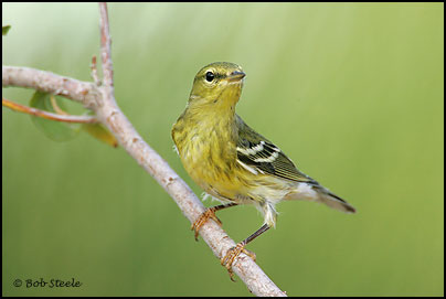 Blackpoll Warbler (Dendroica striata)