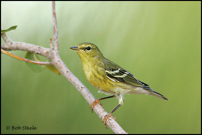Blackpoll Warbler (Dendroica striata)