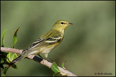 Blackpoll Warbler (Dendroica striata)