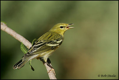 Blackpoll Warbler (Dendroica striata)