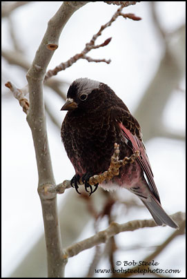 Black Rosy-Finch (Leucosticte atrata)