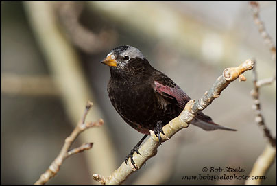 Black Rosy-Finch (Leucosticte atrata)