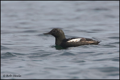 Black Guillemot (Cepphus grylle)