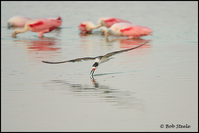 Black Skimmer (Rynchops niger)