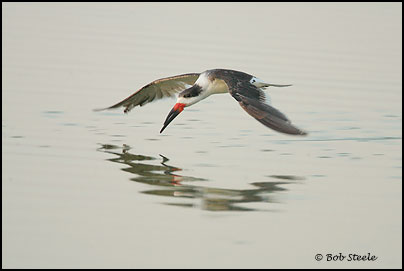 Black Skimmer (Rynchops niger)