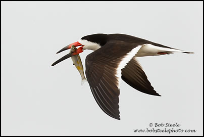 Black Skimmer (Rynchops niger)