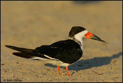 Black Skimmer (Rynchops niger)