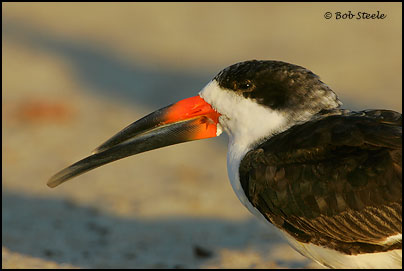 Black Skimmer (Rynchops niger)