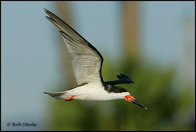 Black Skimmer (Rynchops niger)