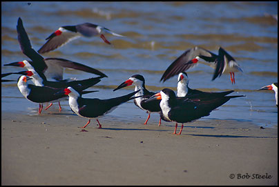 Black Skimmer (Rynchops niger)