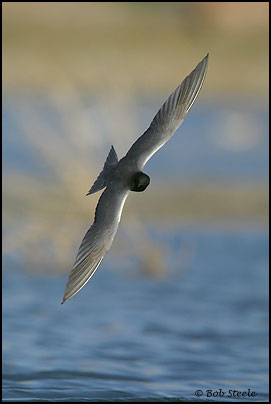 Black Tern (Chlidonias niger)