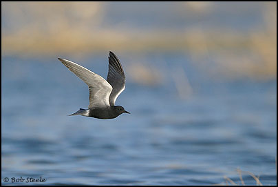 Black Tern (Chlidonias niger)