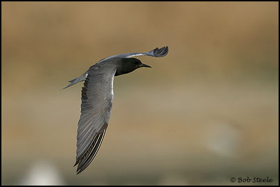 Black Tern (Chlidonias niger)