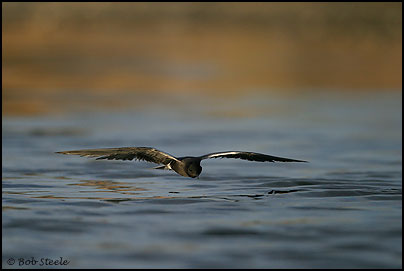 Black Tern (Chlidonias niger)