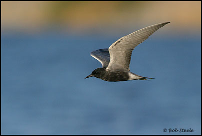 Black Tern (Chlidonias niger)