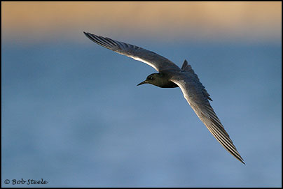Black Tern (Chlidonias niger)