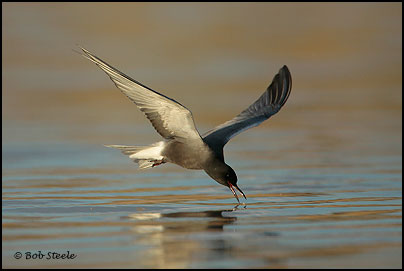 Black Tern (Chlidonias niger)
