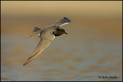 Black Tern (Chlidonias niger)