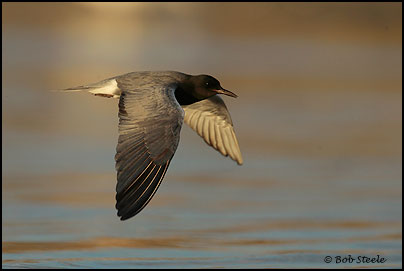 Black Tern (Chlidonias niger)