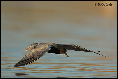 Black Tern (Chlidonias niger)