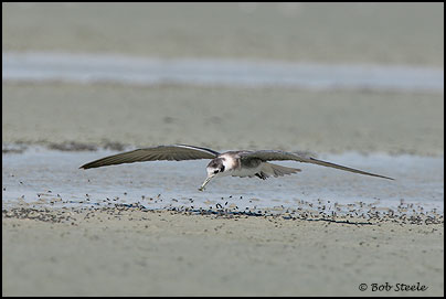 Black Tern (Chlidonias niger)