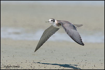 Black Tern (Chlidonias niger)