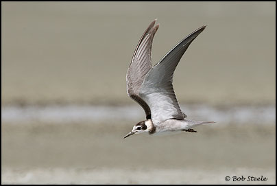 Black Tern (Chlidonias niger)