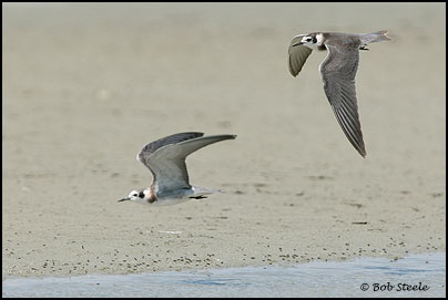 Black Tern (Chlidonias niger)