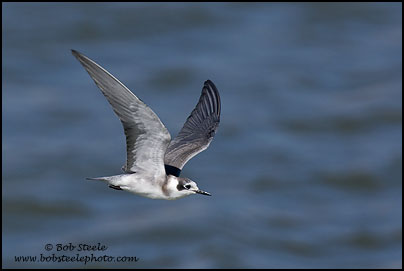 Black Tern (Chlidonias niger)