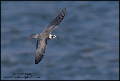 Black Tern (Chlidonias niger)