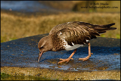 Black Turnstone (Arenaria melanocephala)