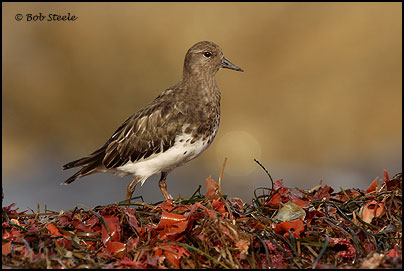 Black Turnstone (Arenaria melanocephala)