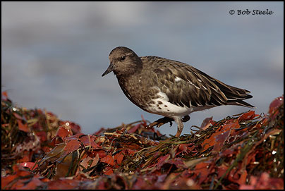 Black Turnstone (Arenaria melanocephala)