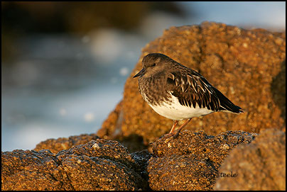 Black Turnstone (Arenaria melanocephala)