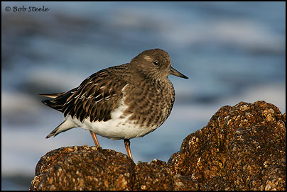 Black Turnstone (Arenaria melanocephala)