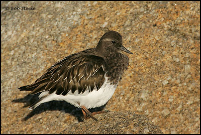 Black Turnstone (Arenaria melanocephala)