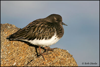 Black Turnstone (Arenaria melanocephala)