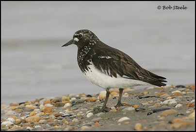 Black Turnstone (Arenaria melanocephala)