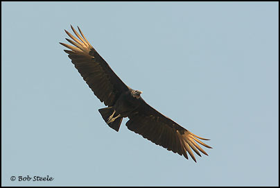 Black Vulture (Coragyps atratus)