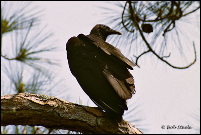 Black Vulture (Coragyps atratus)