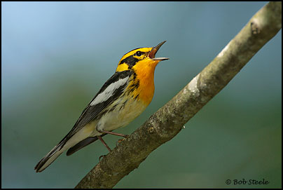 Blackburnian Warbler (Dendroica fusca)