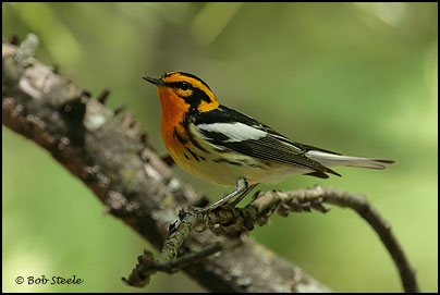 Blackburnian Warbler (Dendroica fusca)