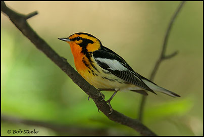 Blackburnian Warbler (Dendroica fusca)