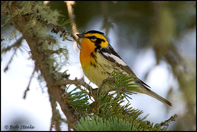 Blackburnian Warbler (Dendroica fusca)