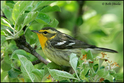 Blackburnian Warbler (Dendroica fusca)