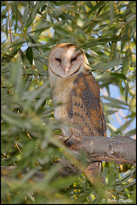 Barn Owl (Tyto alba)