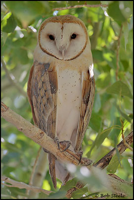 Barn Owl (Tyto alba)