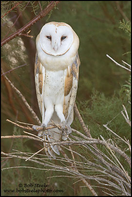 Barn Owl (Tyto alba)