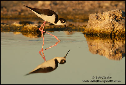 Black-necked Stilt (Himantopus mexicanus)